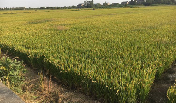 300亿市场待开启,植保无人机发展潜力大!